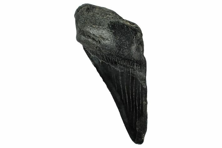 Partial Fossil Megalodon Tooth - South Carolina #331569
